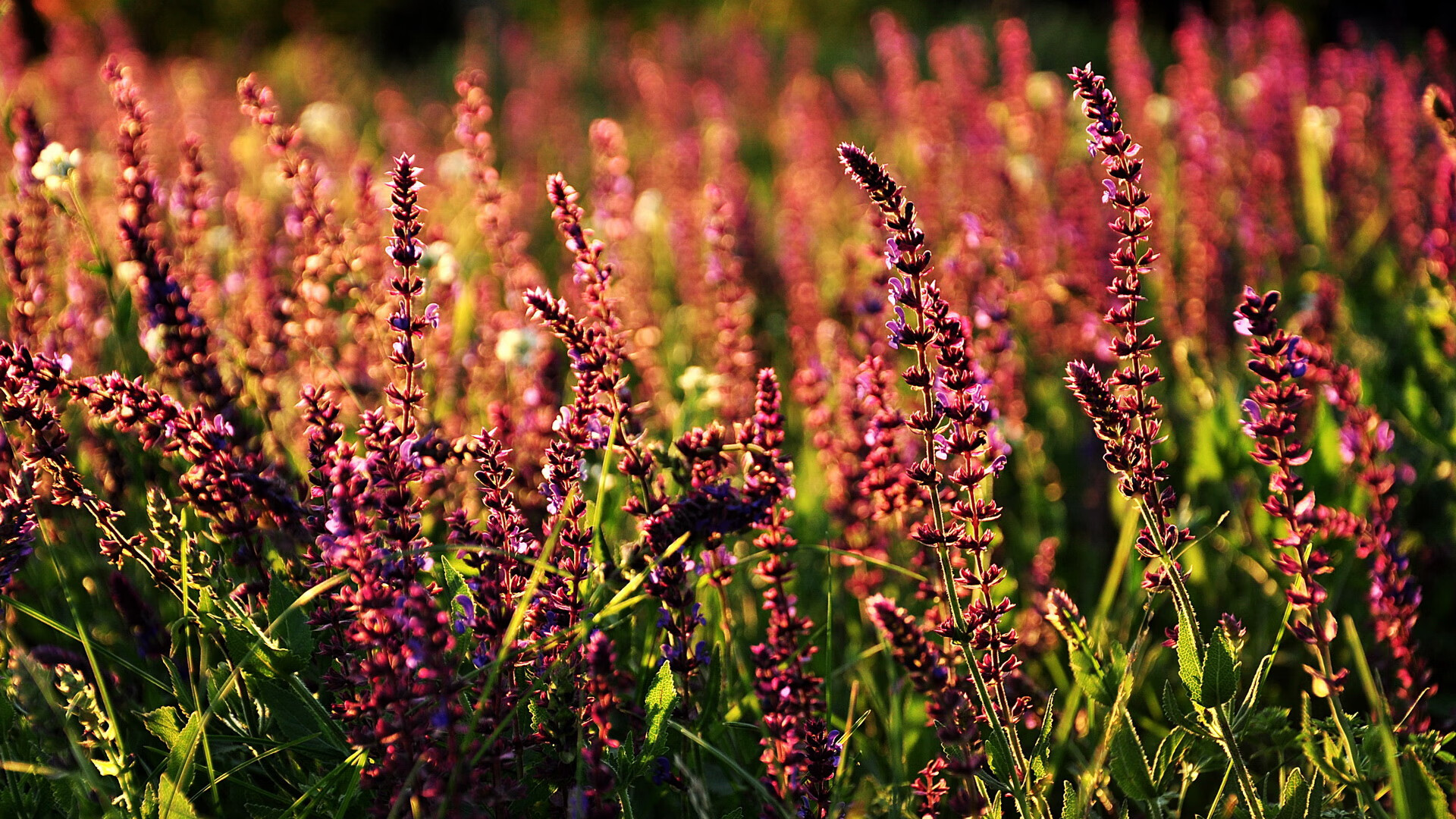 乌迪内斯主场大胜，反弹迎战意甲强敌，乌迪内斯今天比赛