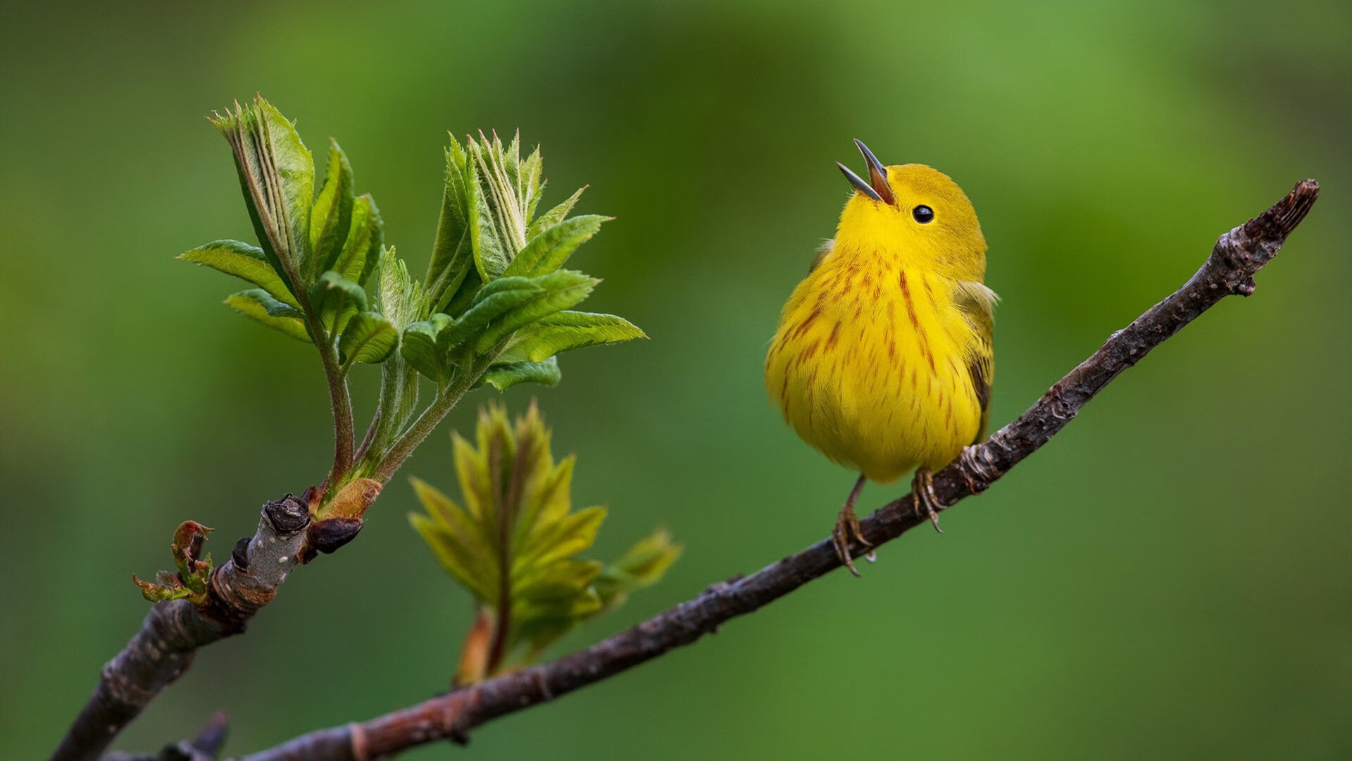 拜仁慕尼黑二度战胜,夺冠前路愈发清晰,拜仁慕尼黑联赛冠军