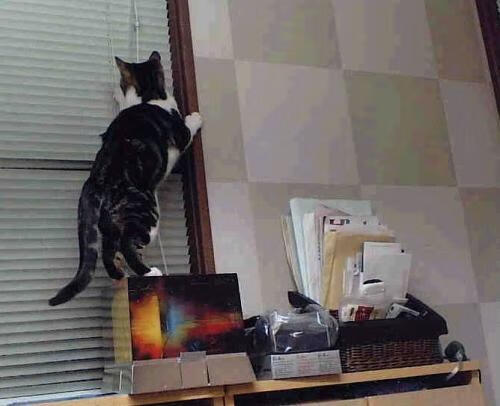 焦点篮球转会交易汇总,焦点篮球转会交易汇总最新