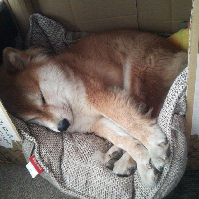 美洲球队策划慈善晚宴，助力社会公益事业，美洲足球队