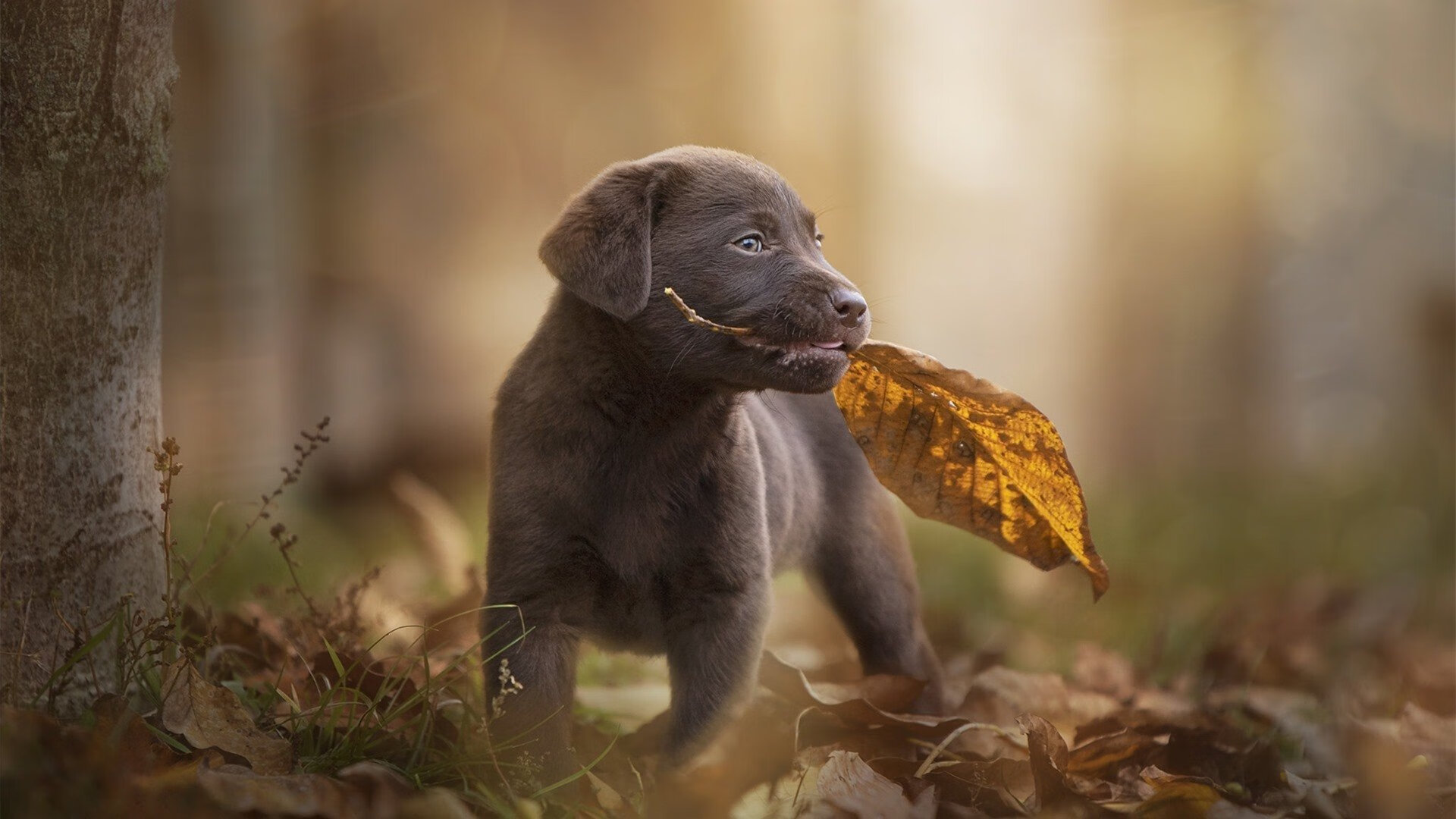 贵州男篮千方百计争取胜利,拼尽全力,贵州男篮球星