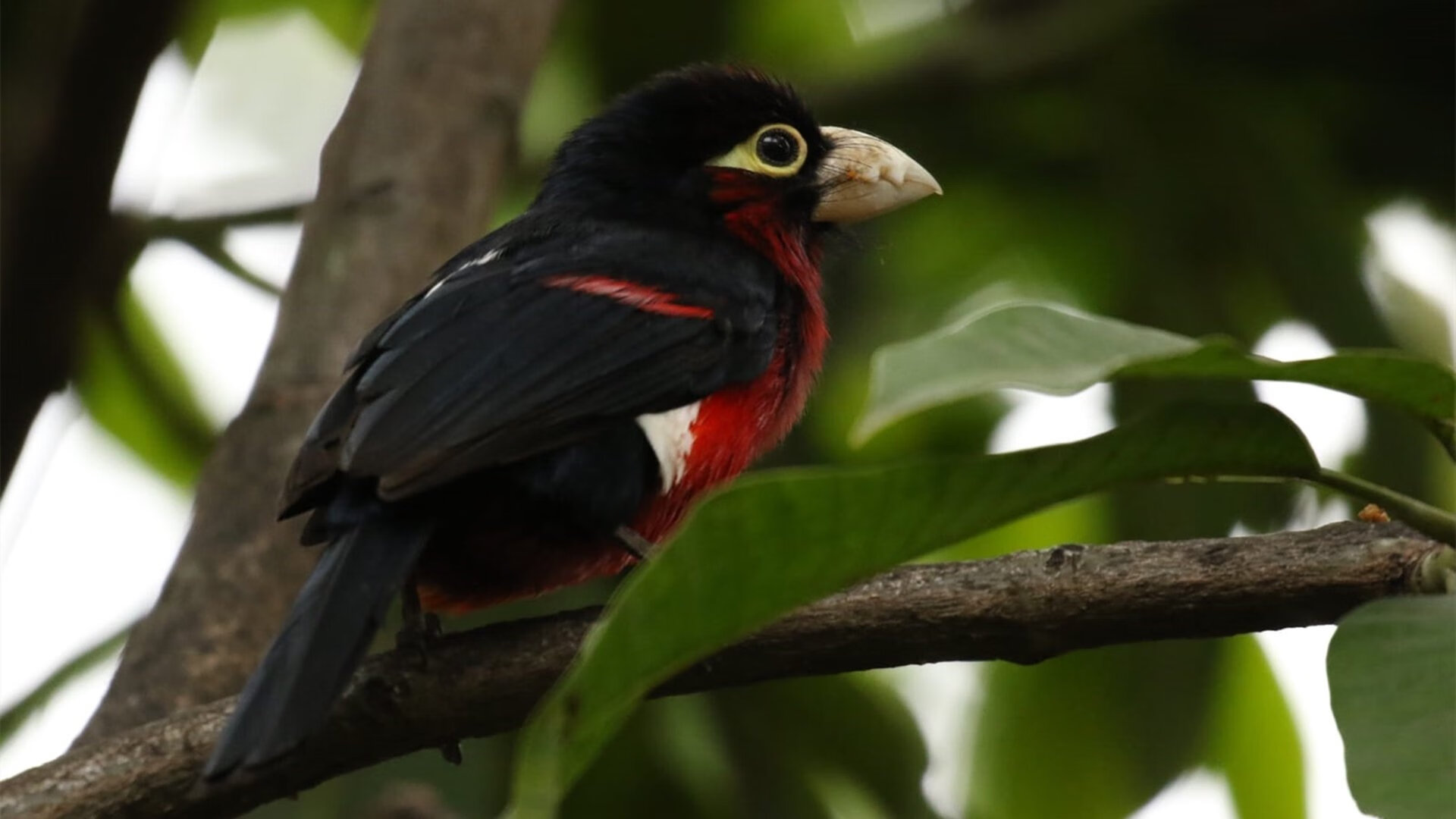 中超俱乐部战略转型发展观察,中超俱乐部新名称