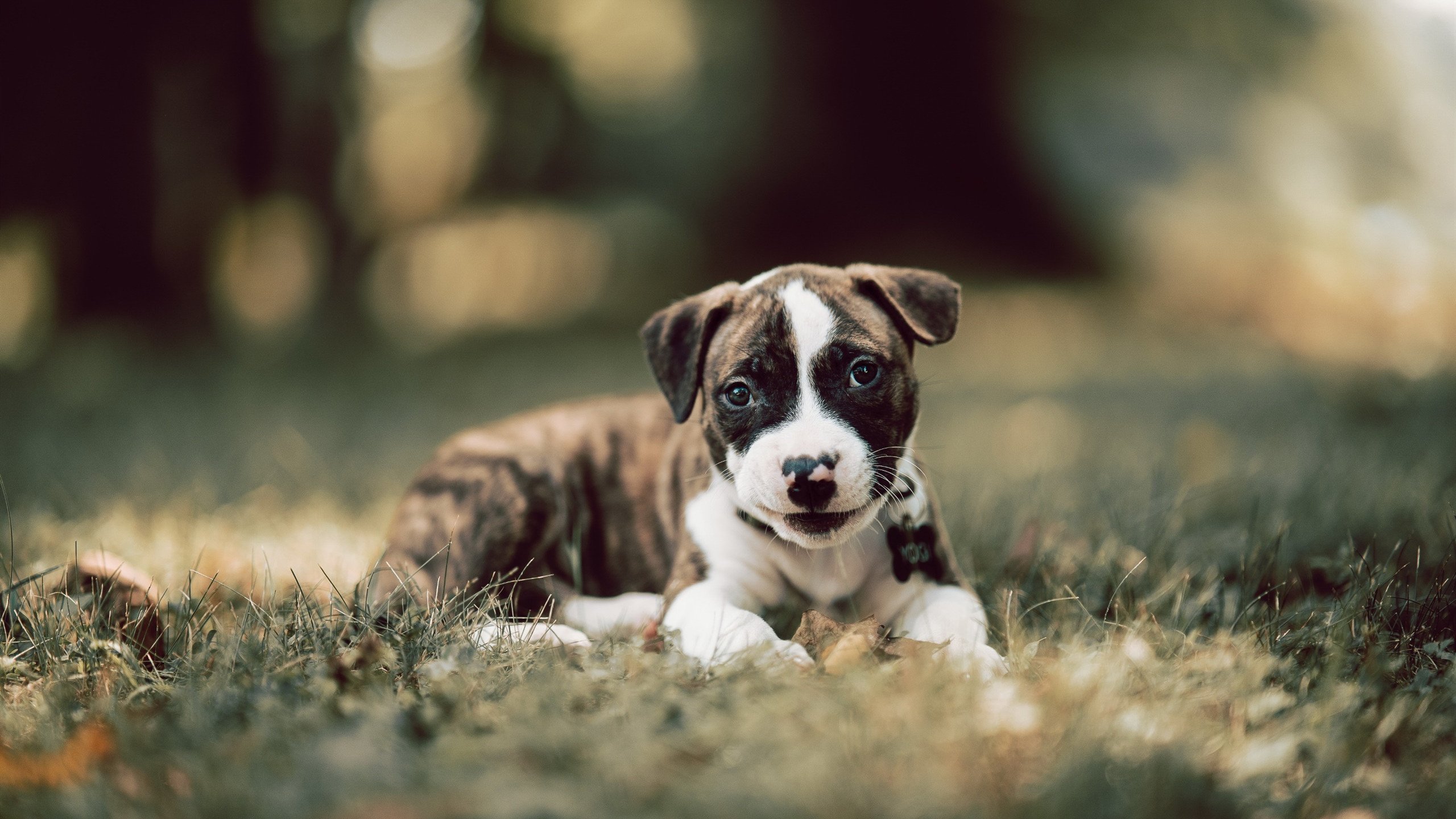 德国队备战国际乒联混合团体世界杯：赛制对战绩的影响，德国乒乓球参赛名单