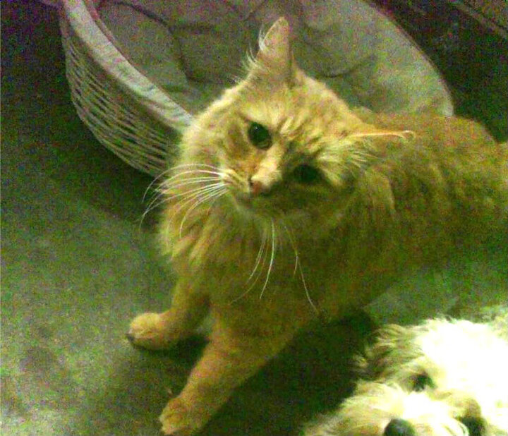 中国篮协发布青训报告总结年度人才储备与输出成果，中国青年篮球协会