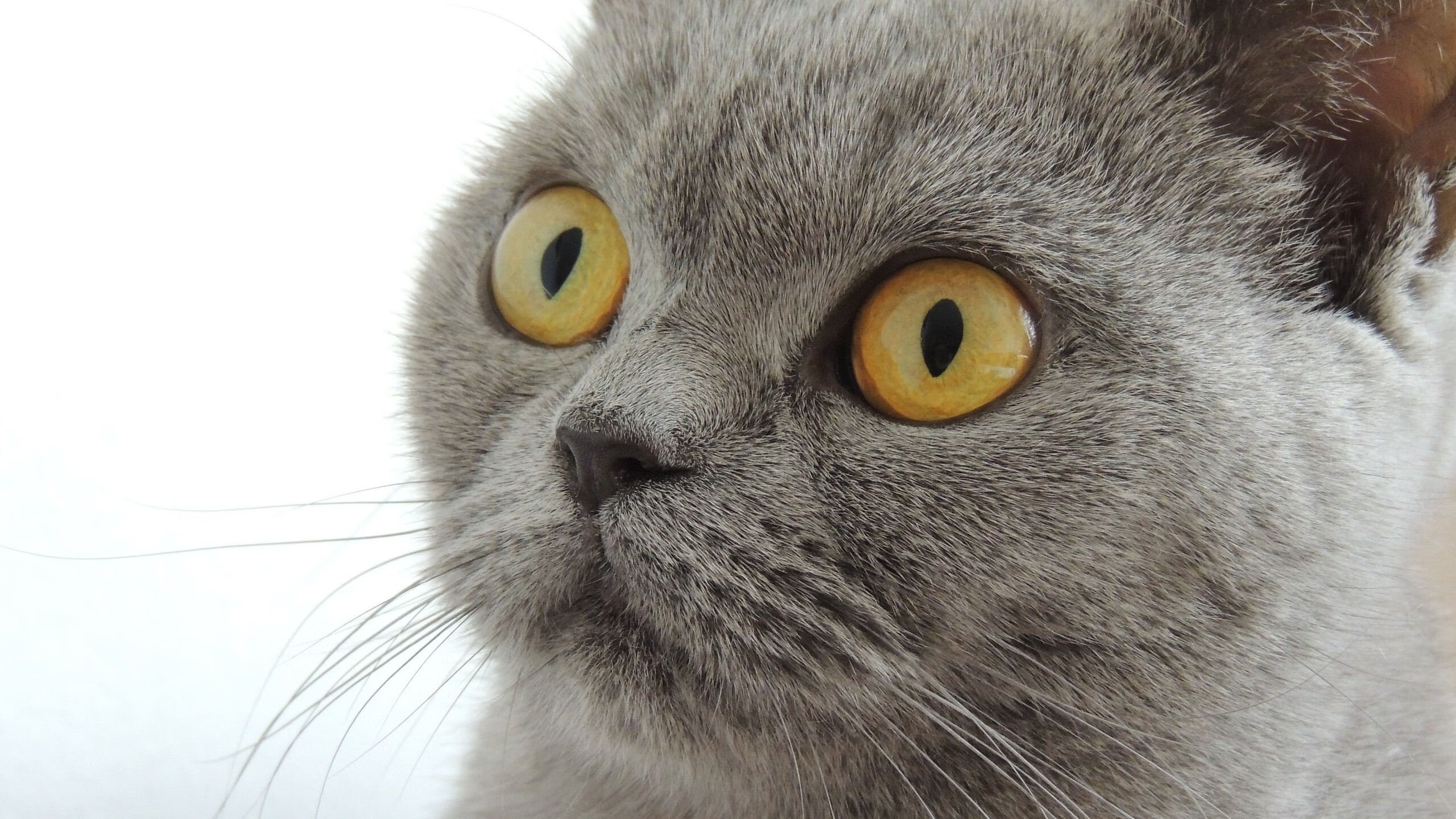 中超联赛推动智能音频导览系统优化球迷现场体验