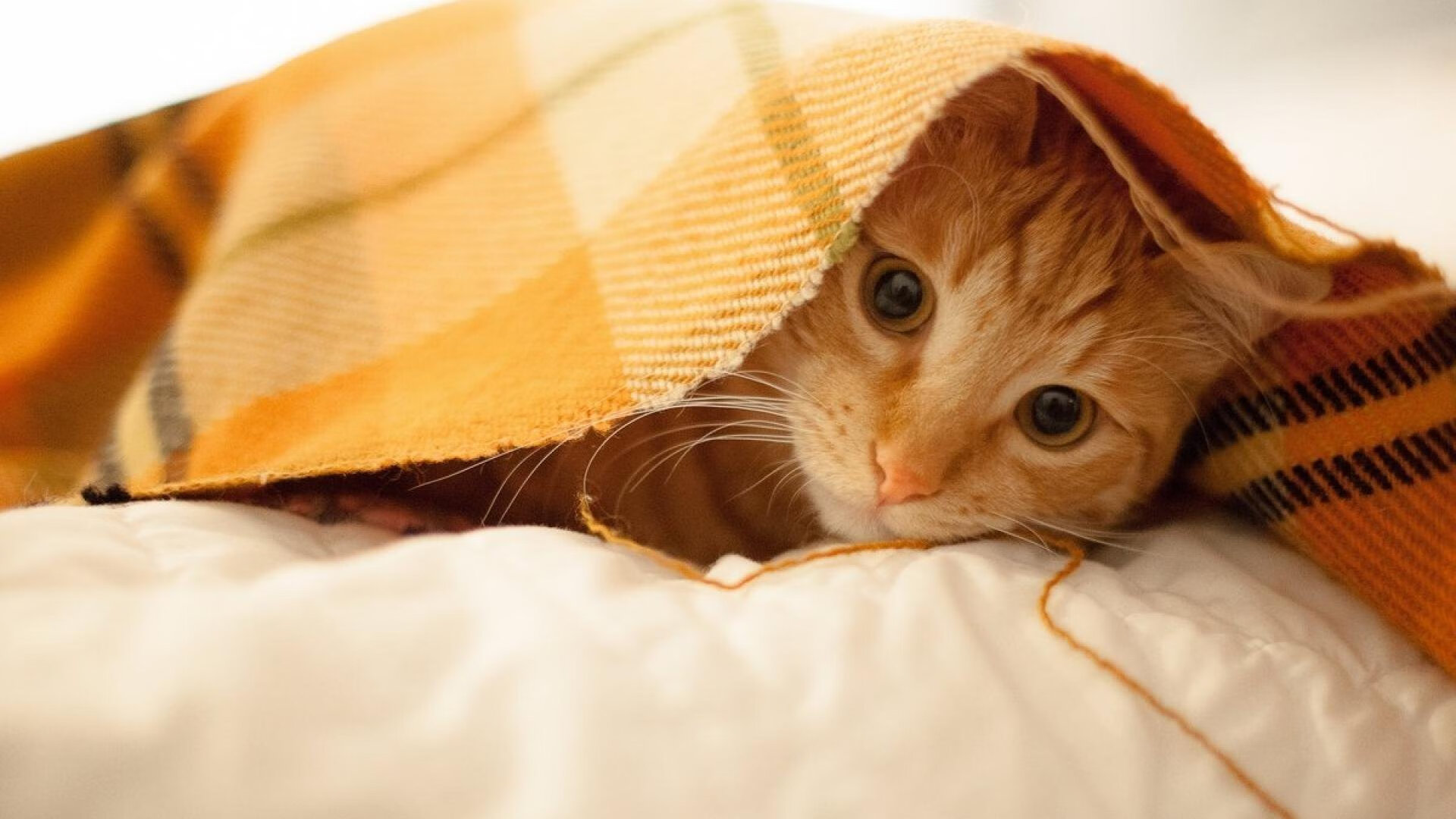 克莱尔在200米自由泳中展现节奏感,克莱尔跳高