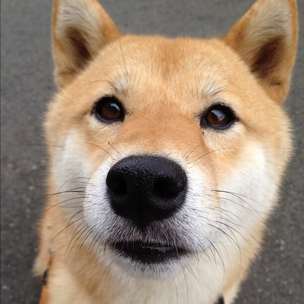 开云平台-荷兰队在国际比赛中表现优异