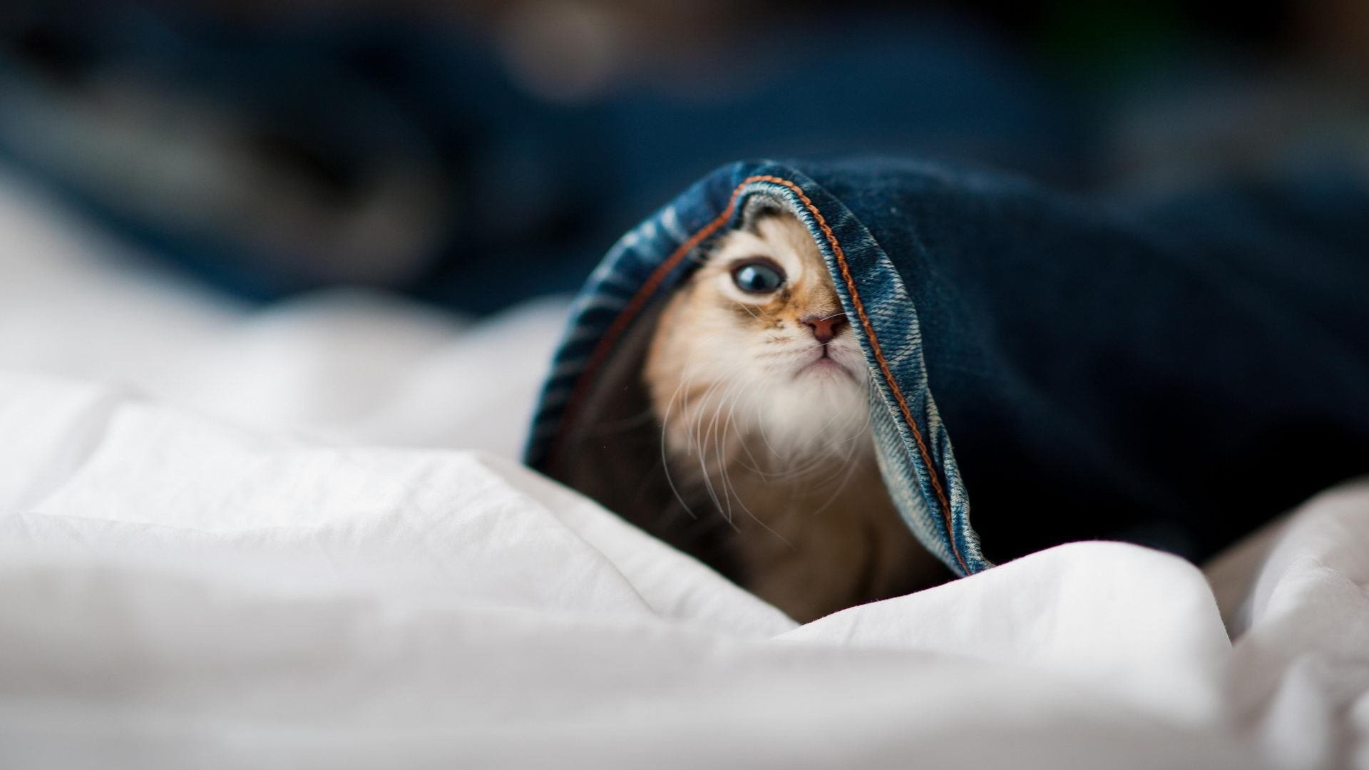 开云官方网站-青少年篮球赛事直播覆盖面扩大吸引更多观众关注，青少年篮球赛制